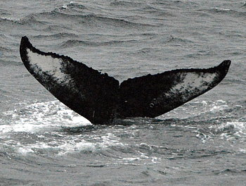 Walbeobachtung in Juneau