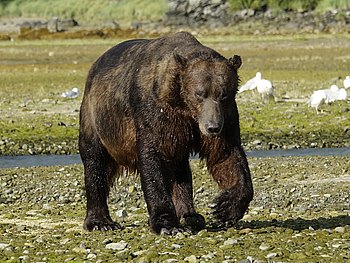 Grizzly Bär