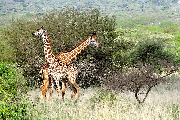Zwei Giraffen Afrika_Giraffenpaar_MOCEAN.jpg