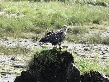 Seeadler