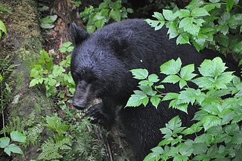 Schwarzbär