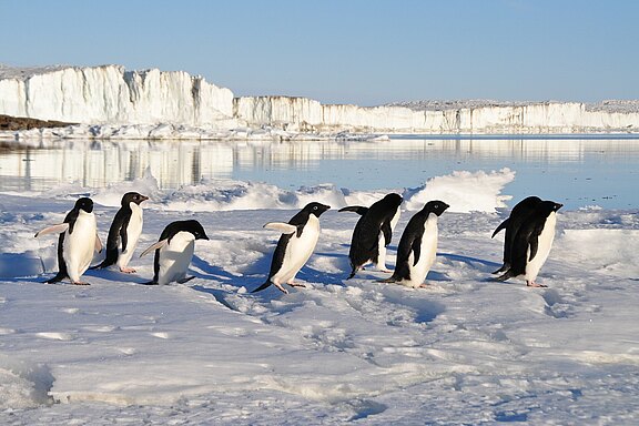 Pinguine in der Antarktis penguins-56097_1920.jpg