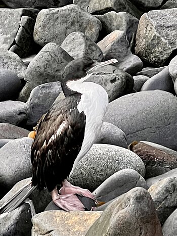 Ein Kaiser-Kormoran Ein Kaiser-Kormoran