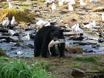 Ein Bär mit seiner Beute