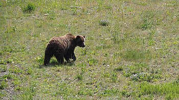 Ein Bär im Bow Valley