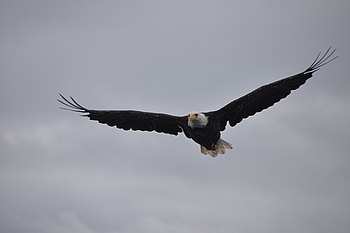 Weißkopfseeadler