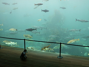 Unterwasserwelt