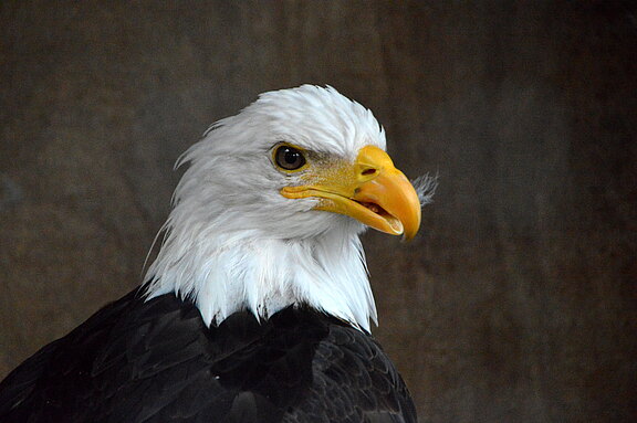 Ein Weißkopfseeadler in freier Wildbahn Ein Weißkopfseeadler in freier Wildbahn